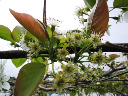 ����ӂ˃t���[�c�p�[�N ����΂�r����ff