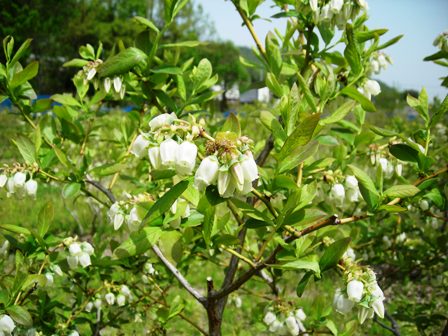 ����ӂ˃t���[�c�p�[�N ����΂�r����ff