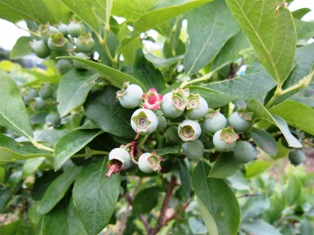 ����ӂ˃t���[�c�p�[�N ����΂�r����ff