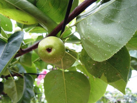 ����ӂ˃t���[�c�p�[�N ����΂�r����ff