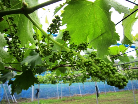 ����ӂ˃t���[�c�p�[�N ����΂�r����ff