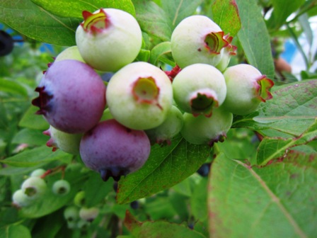 ����ӂ˃t���[�c�p�[�N ����΂�r����ff