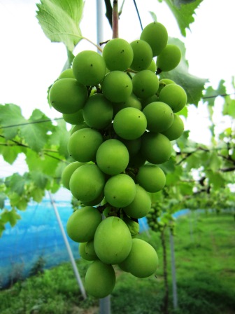 ����ӂ˃t���[�c�p�[�N ����΂�r����ff