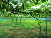 ����ӂ˃t���[�c�p�[�N ����΂�r����ff