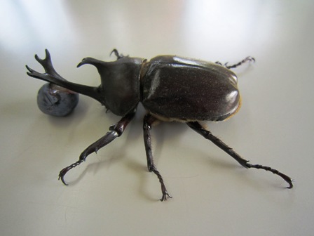 ����ӂ˃t���[�c�p�[�N ����΂�r����ff