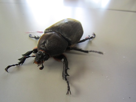 ����ӂ˃t���[�c�p�[�N ����΂�r����ff