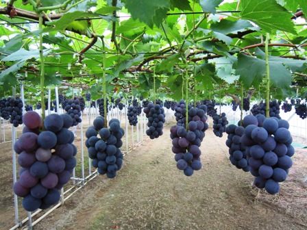 ����ӂ˃t���[�c�p�[�N ����΂�r����ff