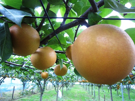 ����ӂ˃t���[�c�p�[�N ����΂�r����ff