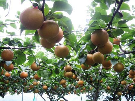 ����ӂ˃t���[�c�p�[�N ����΂�r����ff