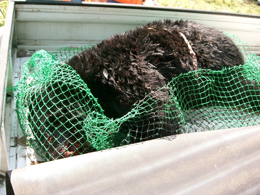 ���R�Ɗy����