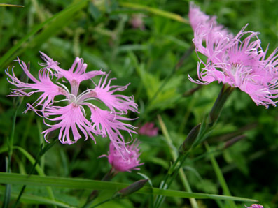 ��R���ĕ���