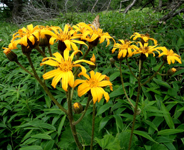 ��R���ĕ���