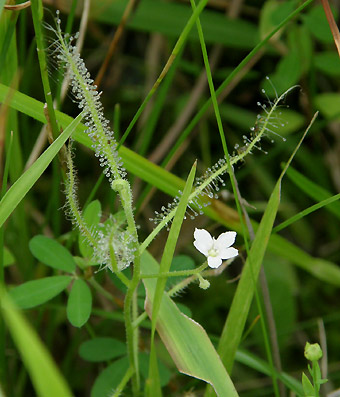 ��R���ĕ���