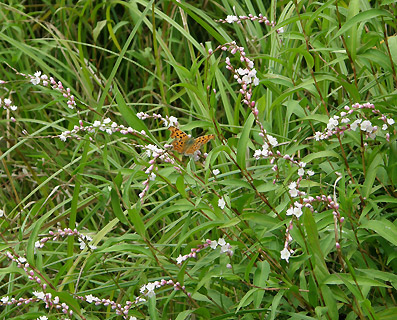 ��R���ĕ���