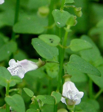 ��R���ĕ���