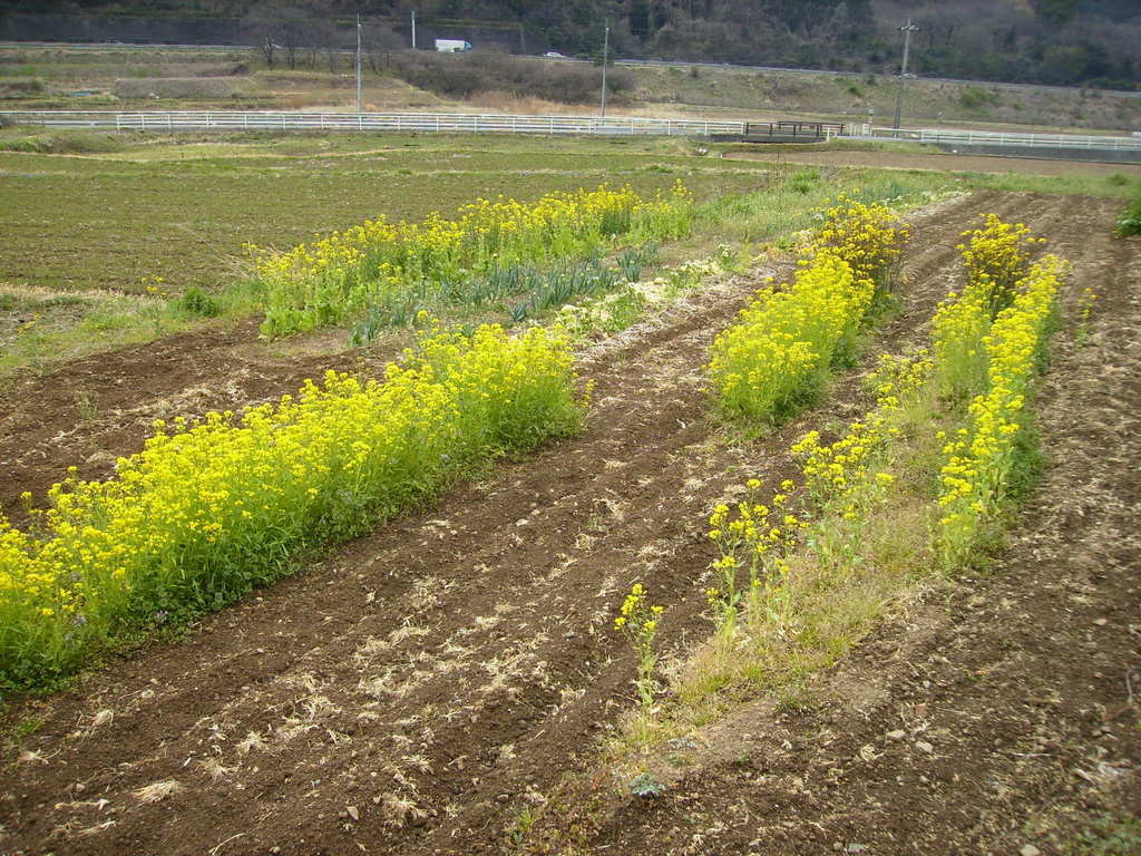 �܂������̒�