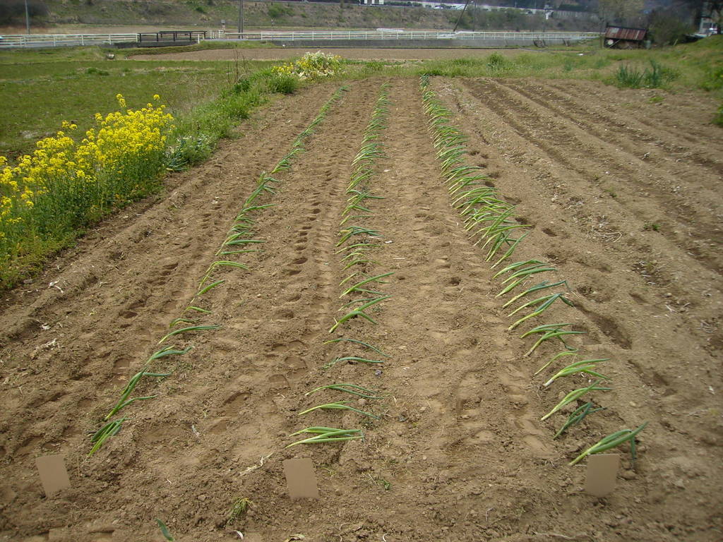 �܂������̒�