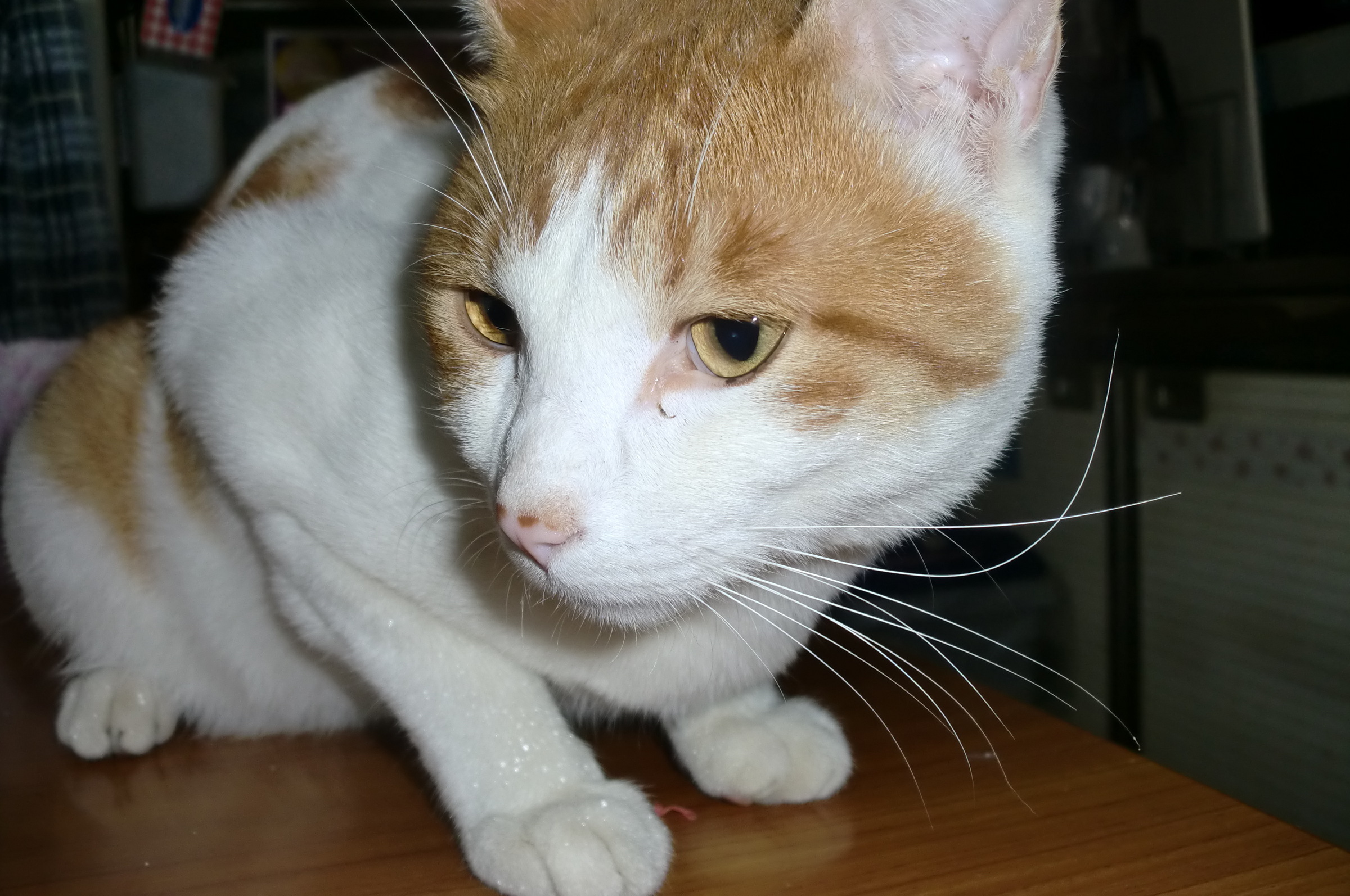 �܂������̒�