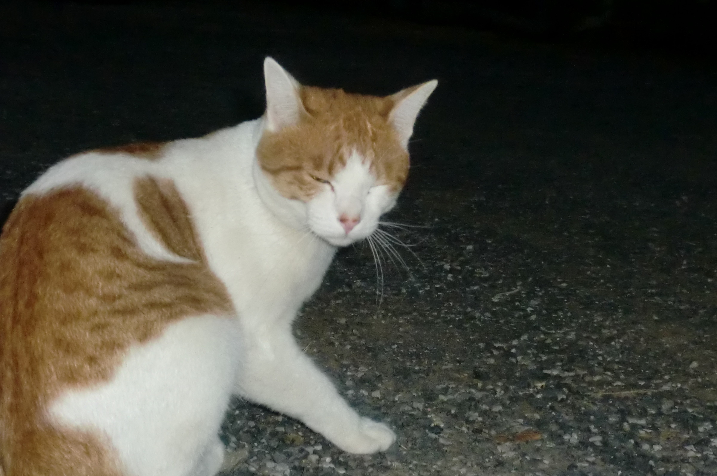 �܂������̒�