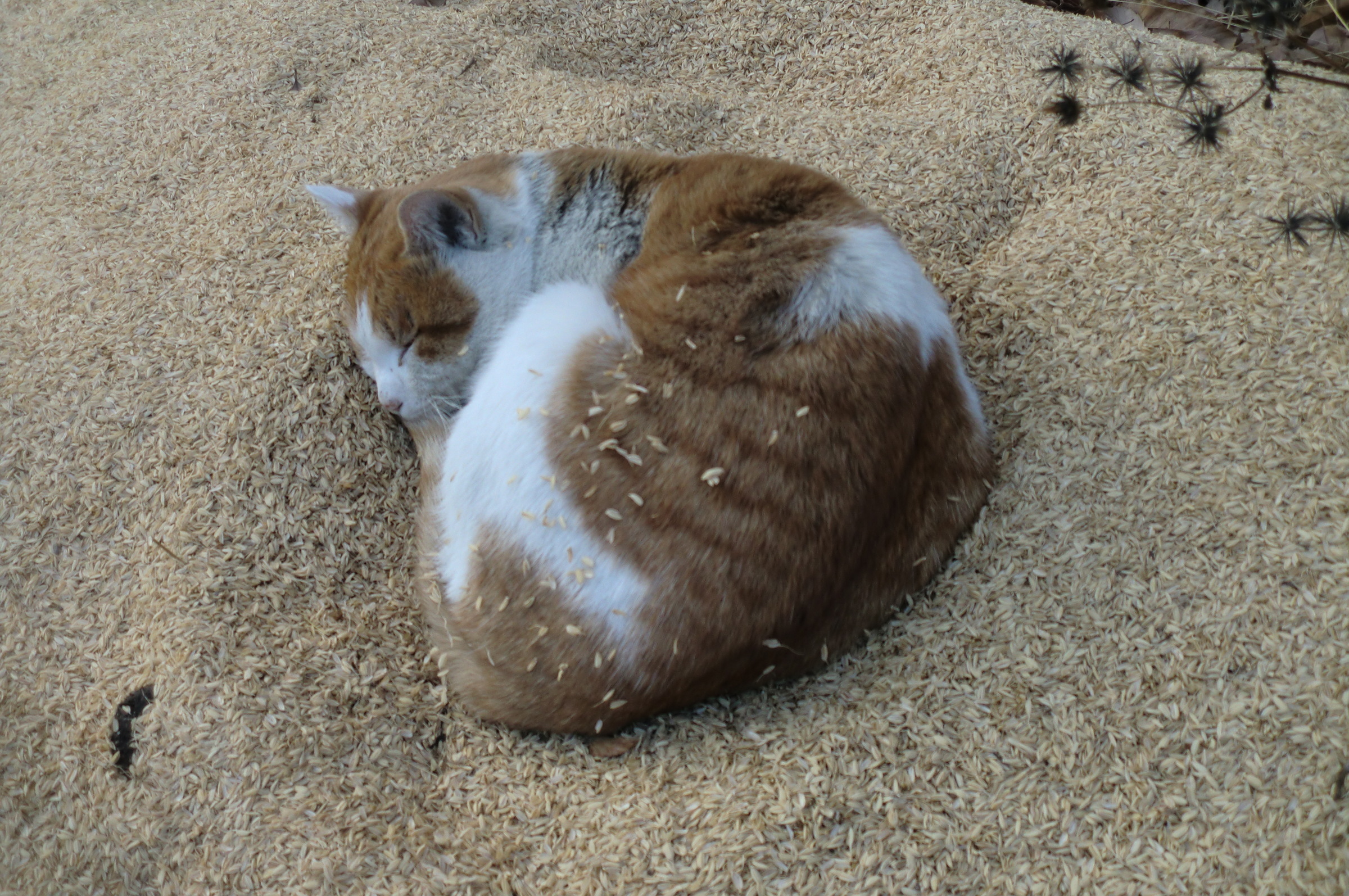 �܂������̒�