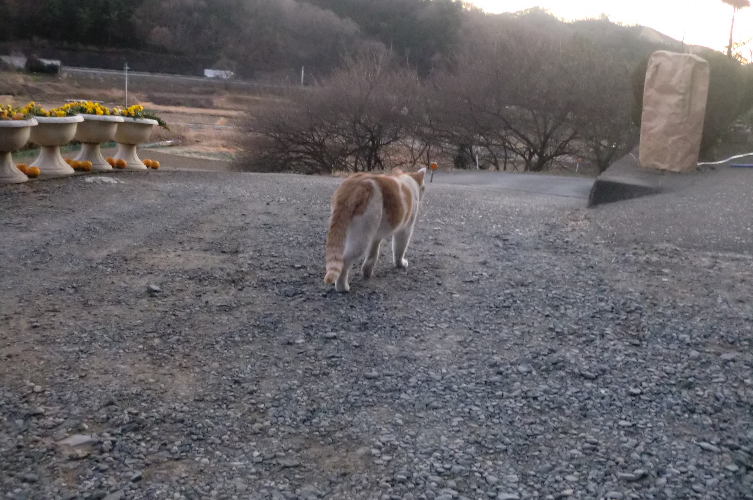 �܂������̒�