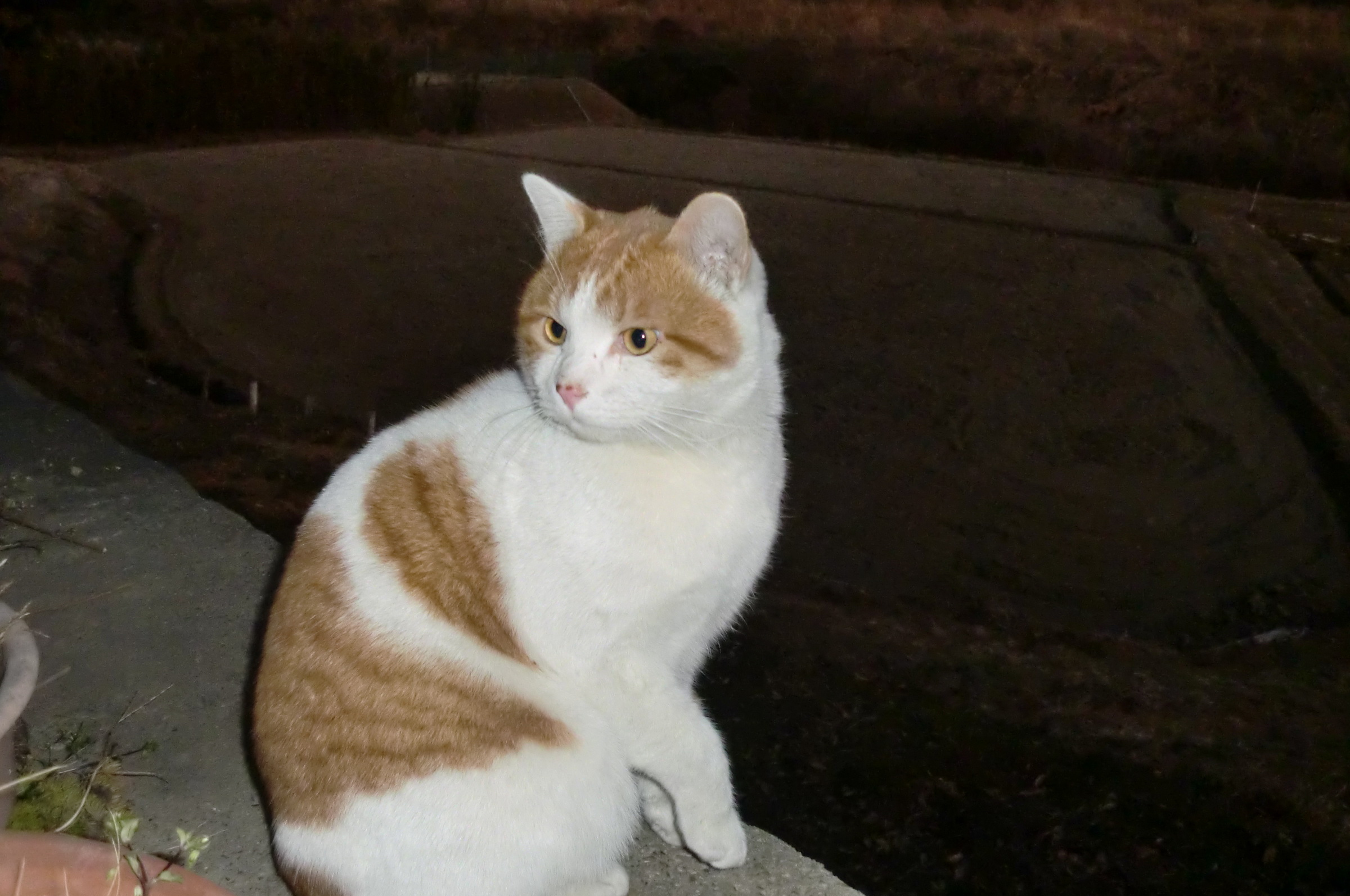 �܂������̒�