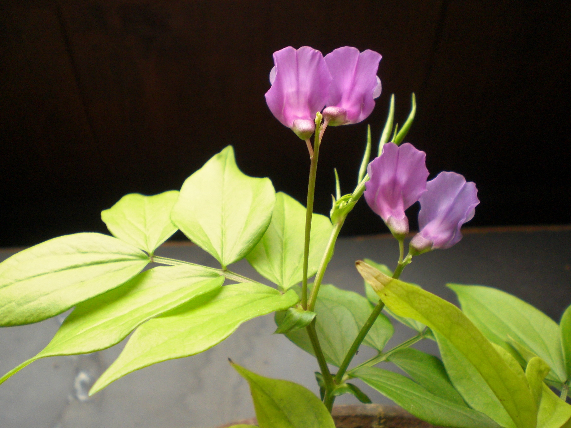 �Ԃǐ^�񒆂̗��ւ�