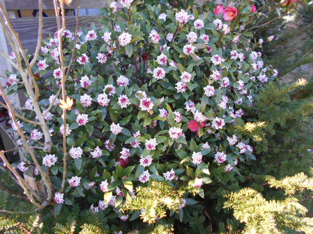 �Ԃǐ^�񒆂̗��ւ�