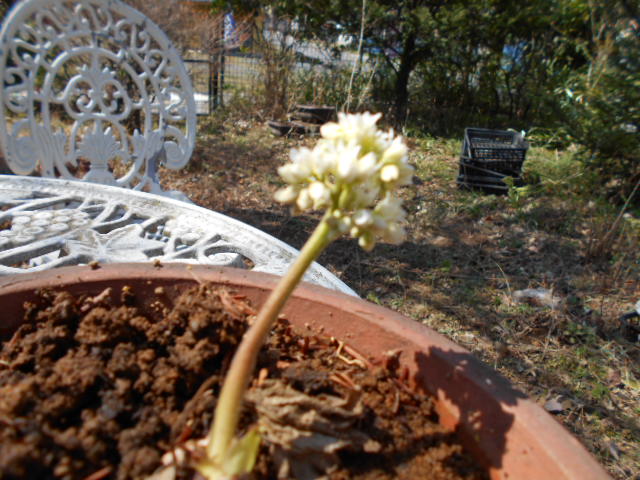 �Ԃǐ^�񒆂̗��ւ�