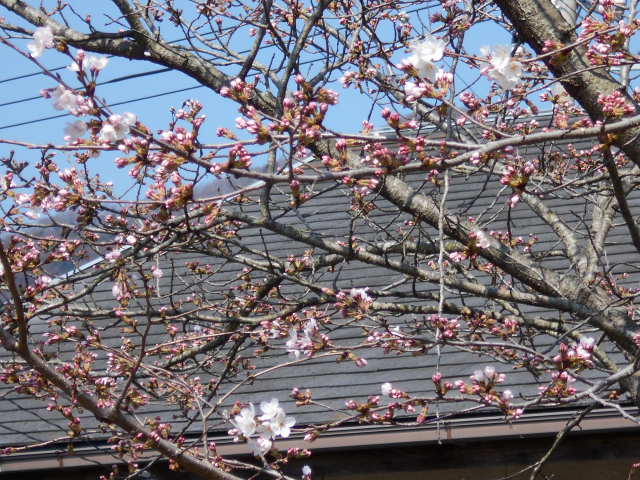 �Ԃǐ^�񒆂̗��ւ�