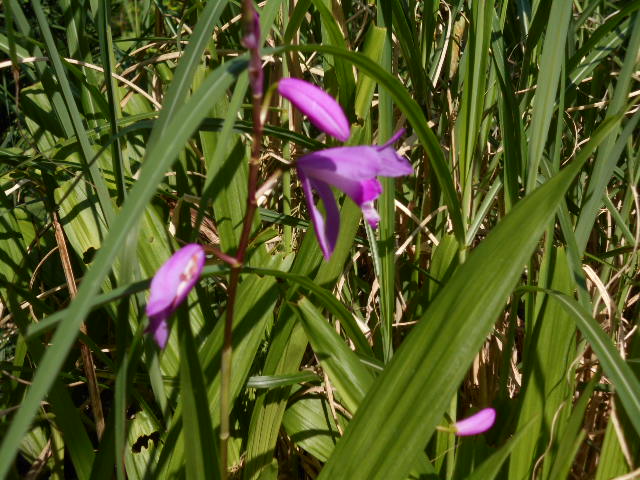 �Ԃǐ^�񒆂̗��ւ�