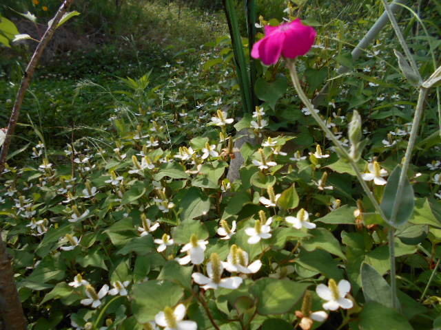 �Ԃǐ^�񒆂̗��ւ�