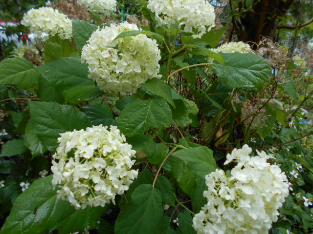 �Ԃǐ^�񒆂̗��ւ�