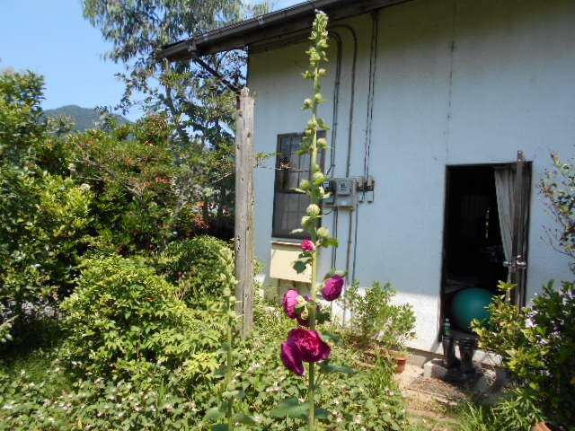 �Ԃǐ^�񒆂̗��ւ�