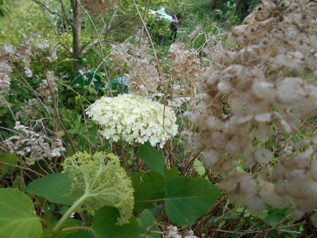 �Ԃǐ^�񒆂̗��ւ�