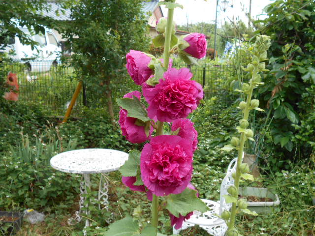 �Ԃǐ^�񒆂̗��ւ�