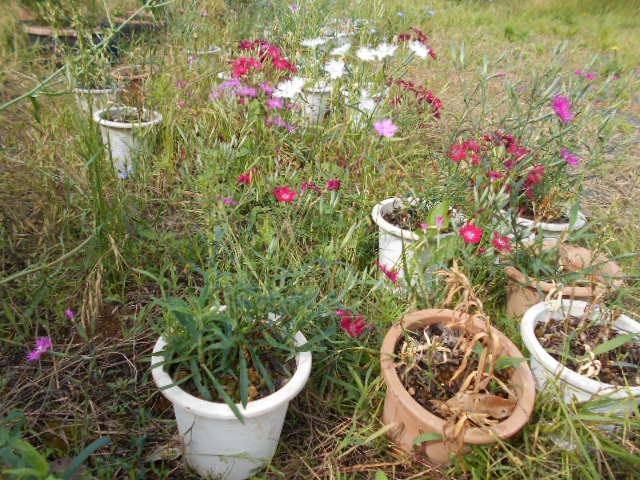 �Ԃǐ^�񒆂̗��ւ�