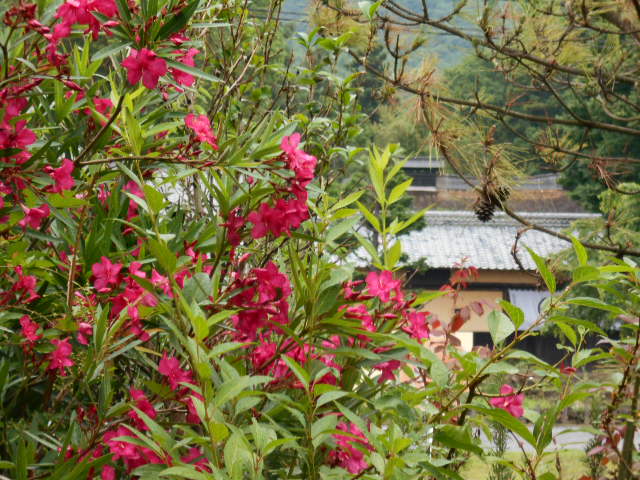 �Ԃǐ^�񒆂̗��ւ�