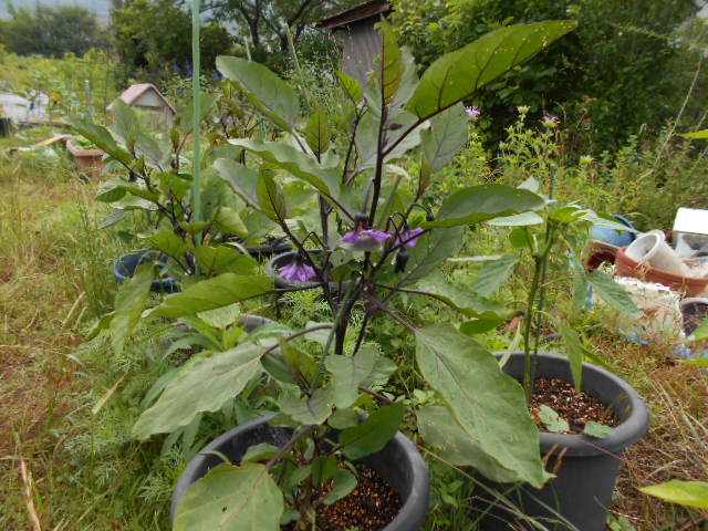 �Ԃǐ^�񒆂̗��ւ�