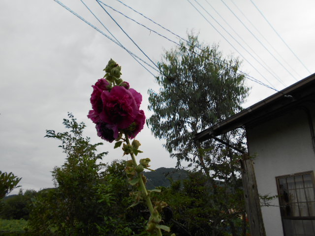 �Ԃǐ^�񒆂̗��ւ�