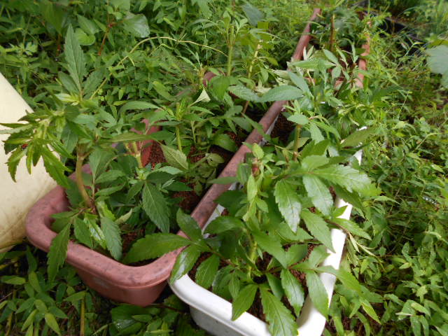 �Ԃǐ^�񒆂̗��ւ�