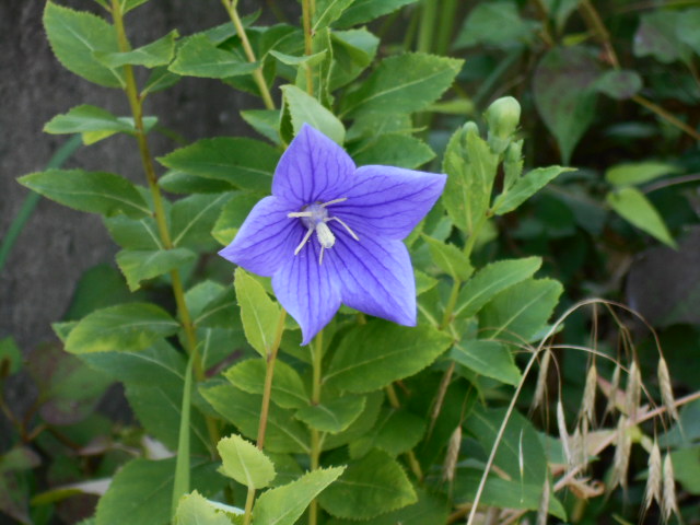 �Ԃǐ^�񒆂̗��ւ�