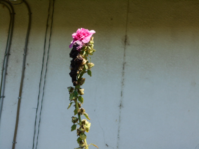 �Ԃǐ^�񒆂̗��ւ�