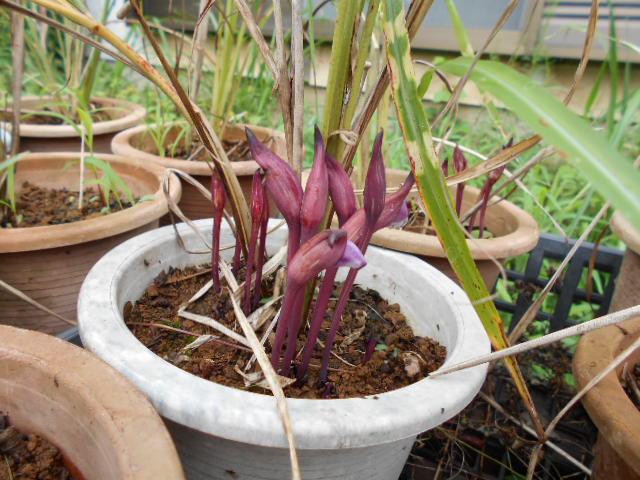 �Ԃǐ^�񒆂̗��ւ�