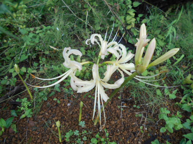 �Ԃǐ^�񒆂̗��ւ�