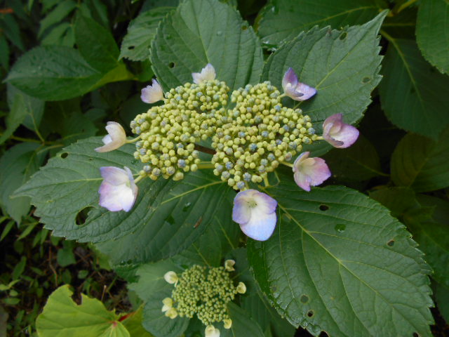 �Ԃǐ^�񒆂̗��ւ�