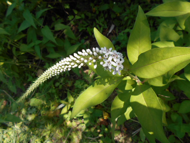 �Ԃǐ^�񒆂̗��ւ�