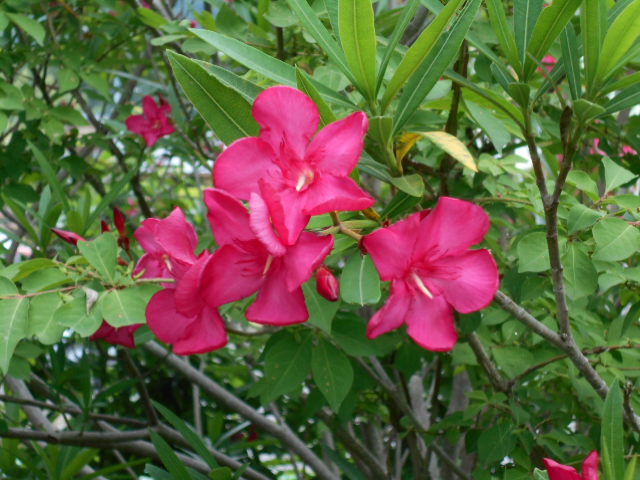 �Ԃǐ^�񒆂̗��ւ�