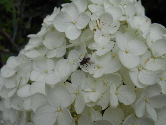 �Ԃǐ^�񒆂̗��ւ�