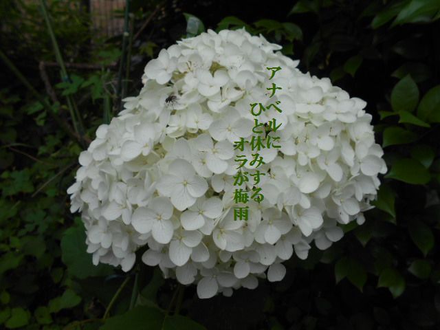 �Ԃǐ^�񒆂̗��ւ�